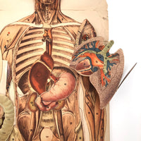 Paper Fold Out Anatomical Models, Male and Female Pair, 1930-40ss