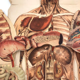 Paper Fold Out Anatomical Models, Male and Female Pair, 1930-40ss