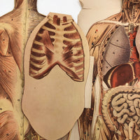 Paper Fold Out Anatomical Models, Male and Female Pair, 1930-40ss