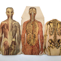 Paper Fold Out Anatomical Models, Male and Female Pair, 1930-40ss