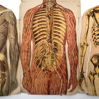 Paper Fold Out Anatomical Models, Male and Female Pair, 1930-40ss