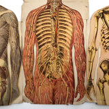 Paper Fold Out Anatomical Models, Male and Female Pair, 1930-40ss