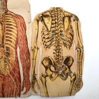 Paper Fold Out Anatomical Models, Male and Female Pair, 1930-40ss
