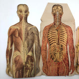 Paper Fold Out Anatomical Models, Male and Female Pair, 1930-40ss