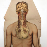 Paper Fold Out Anatomical Models, Male and Female Pair, 1930-40ss