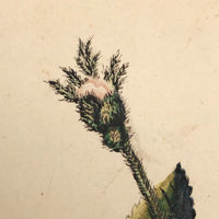 Mid 19th Century Watercolor and Gouache Pink Roses, From Sister to Brother
