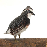 SOLD Delicately Carved and Painted Perched Quail by Maine Carver L.W Slevans