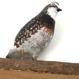 SOLD Delicately Carved and Painted Perched Quail by Maine Carver L.W Slevans