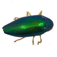 Real Scarab Beetle Vintage Pin