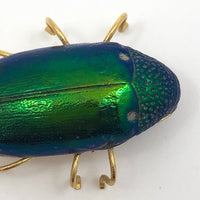 Real Scarab Beetle Vintage Pin