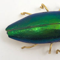 Real Scarab Beetle Vintage Pin