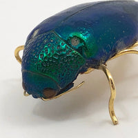 Real Scarab Beetle Vintage Pin