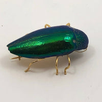 Real Scarab Beetle Vintage Pin