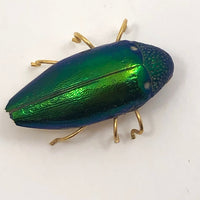 Real Scarab Beetle Vintage Pin