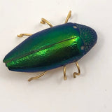 Real Scarab Beetle Vintage Pin