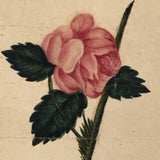 19th Century Single Pink Rose Watercolor