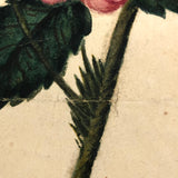 19th Century Single Pink Rose Watercolor