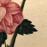 19th Century Single Pink Rose Watercolor
