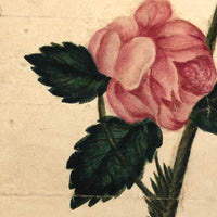 19th Century Single Pink Rose Watercolor
