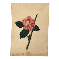 19th Century Single Pink Rose Watercolor
