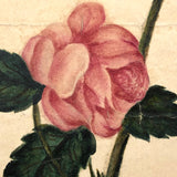 19th Century Single Pink Rose Watercolor