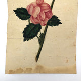 19th Century Single Pink Rose Watercolor