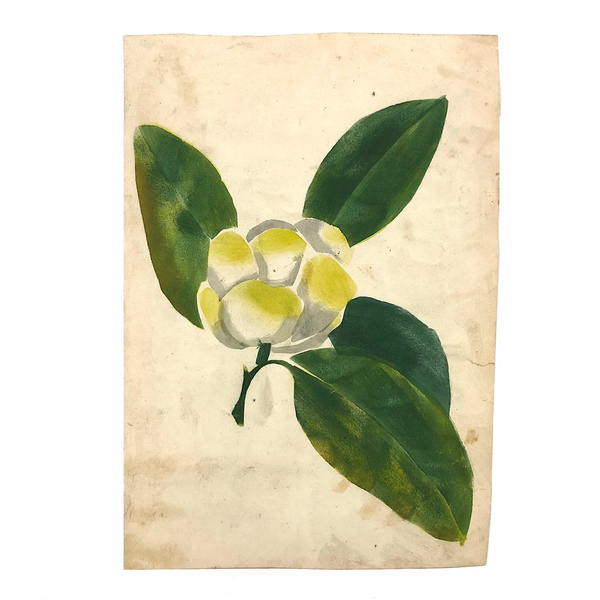 Striking Theorem Style Watercolor of (Presumed) Magnolia