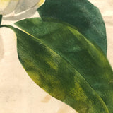 Striking Theorem Style Watercolor of (Presumed) Magnolia