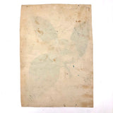 Striking Theorem Style Watercolor of (Presumed) Magnolia