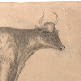 Excellent (But Folded) Antique Pencil Drawn Ayrshire Cow