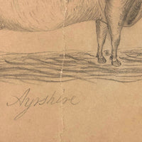 Excellent (But Folded) Antique Pencil Drawn Ayrshire Cow
