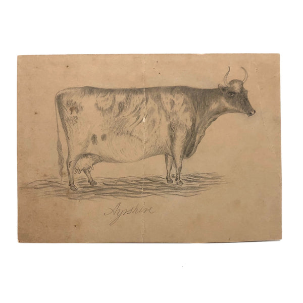 Excellent (But Folded) Antique Pencil Drawn Ayrshire Cow