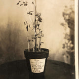 Plant Samples - Peas and Beans, Real Photo Postcards, Early 20th C., Boston - Set 1