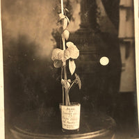 Plant Samples - Peas and Beans, Real Photo Postcards, Early 20th C., Boston - Set 1