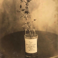 Plant Samples - Peas and Beans, Real Photo Postcards, Early 20th C., Boston - Set 1