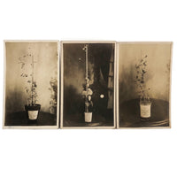Plant Samples - Peas and Beans, Real Photo Postcards, Early 20th C., Boston - Set 1