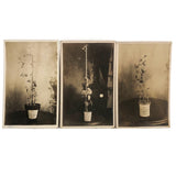Plant Samples - Peas and Beans, Real Photo Postcards, Early 20th C., Boston - Set 1