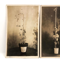 Plant Samples - Peas and Beans, Real Photo Postcards, Early 20th C., Boston - Set 1