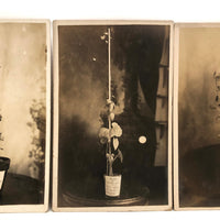 Plant Samples - Peas and Beans, Real Photo Postcards, Early 20th C., Boston - Set 1