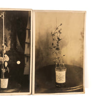 Plant Samples - Peas and Beans, Real Photo Postcards, Early 20th C., Boston - Set 1