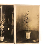 Plant Samples - Peas and Beans, Real Photo Postcards, Early 20th C., Boston - Set 1