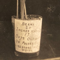 Plant Samples - Peas and Beans, Real Photo Postcards, Early 20th C., Boston - Set 1
