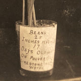 Plant Samples - Peas and Beans, Real Photo Postcards, Early 20th C., Boston - Set 1
