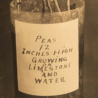 Plant Samples - Peas and Beans, Real Photo Postcards, Early 20th C., Boston - Set 1