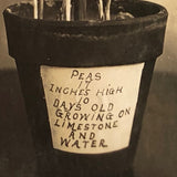 Plant Samples - Peas and Beans, Real Photo Postcards, Early 20th C., Boston - Set 1