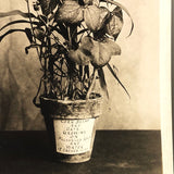 Plant Samples - Corn, Beans, Peas, Oats, Real Photo Postcards - Set 2