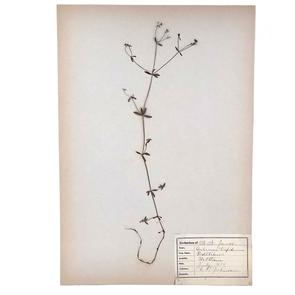 Galium Trifidum (Bedstraw) Plant Specimen from 1878 Herbarium