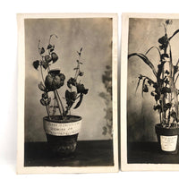 Plant Samples - Beans, and Corn, Real Photo Postcards, Early 20th C., Boston - Set 3