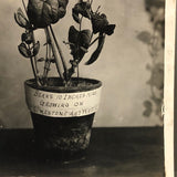 Plant Samples - Beans, and Corn, Real Photo Postcards, Early 20th C., Boston - Set 3