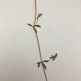 Galium Trifidum (Bedstraw) Plant Specimen from 1878 Herbarium